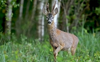 С 15 мая в Беларуси открывается охота на косулю: что разрешено и какие действуют ограничения