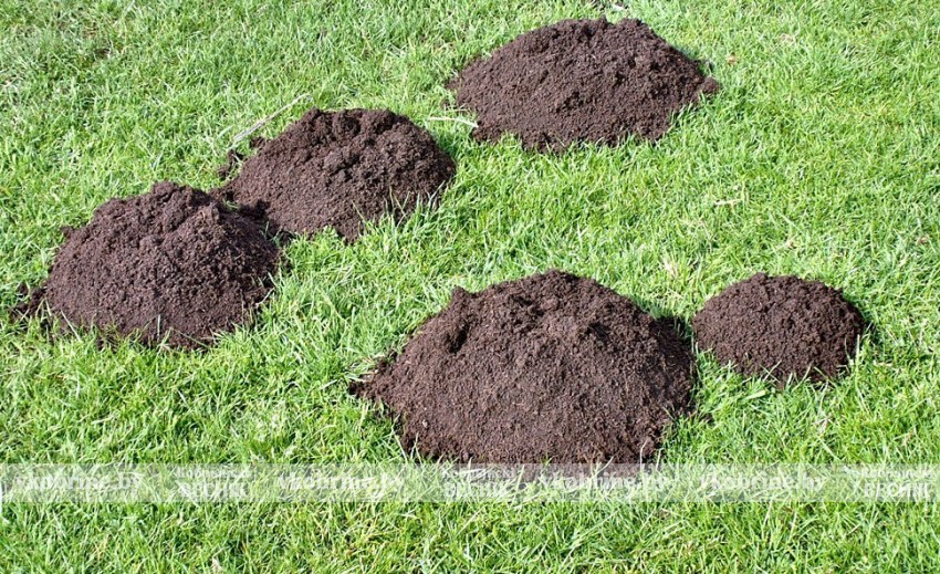 Кроты на дачах активизировались: как спасти участок и не потерять урожай