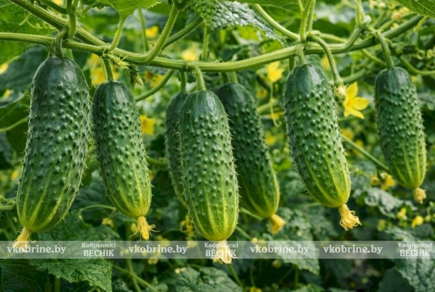 Дачный хит: агроном Николай Сидюк раскрыл тайну идеальных огурцов на опорах