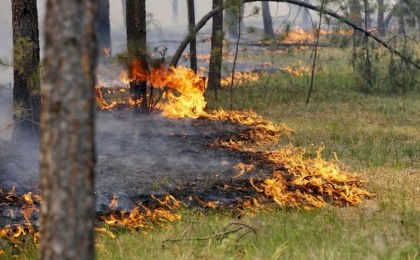 Берегите лес: что означают классы пожарной опасности на Кобринщине
