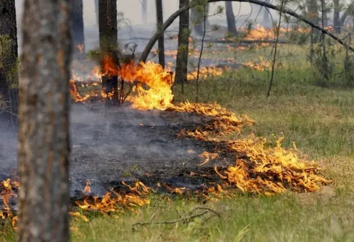 Берегите лес: что означают классы пожарной опасности на Кобринщине