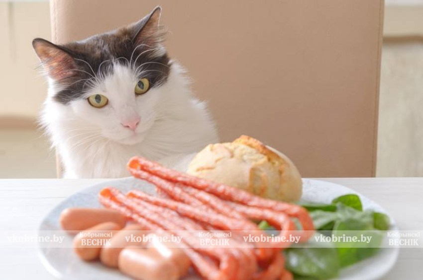 Эта еда может быть опасна для кошек – ветеринар назвала запретные продукты