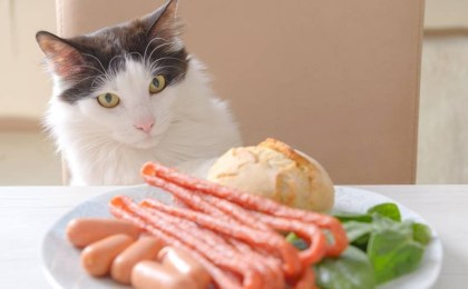 Эта еда может быть опасна для кошек – ветеринар назвала запретные продукты