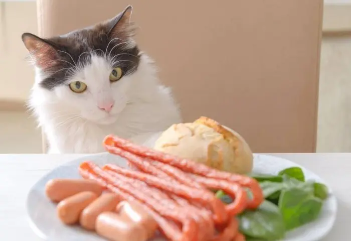 Эта еда может быть опасна для кошек – ветеринар назвала запретные продукты