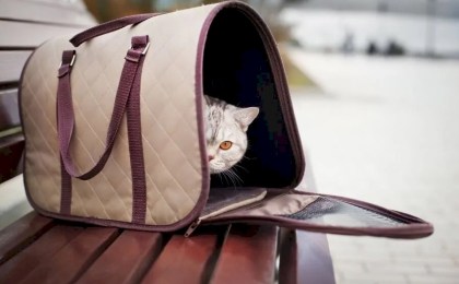 МАРТ запускает опрос потребителей о ценах в ветеринарных клиниках