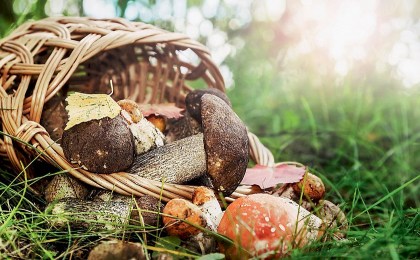 От корзины до сковородки – сколько часов есть у грибника на обработку урожая?