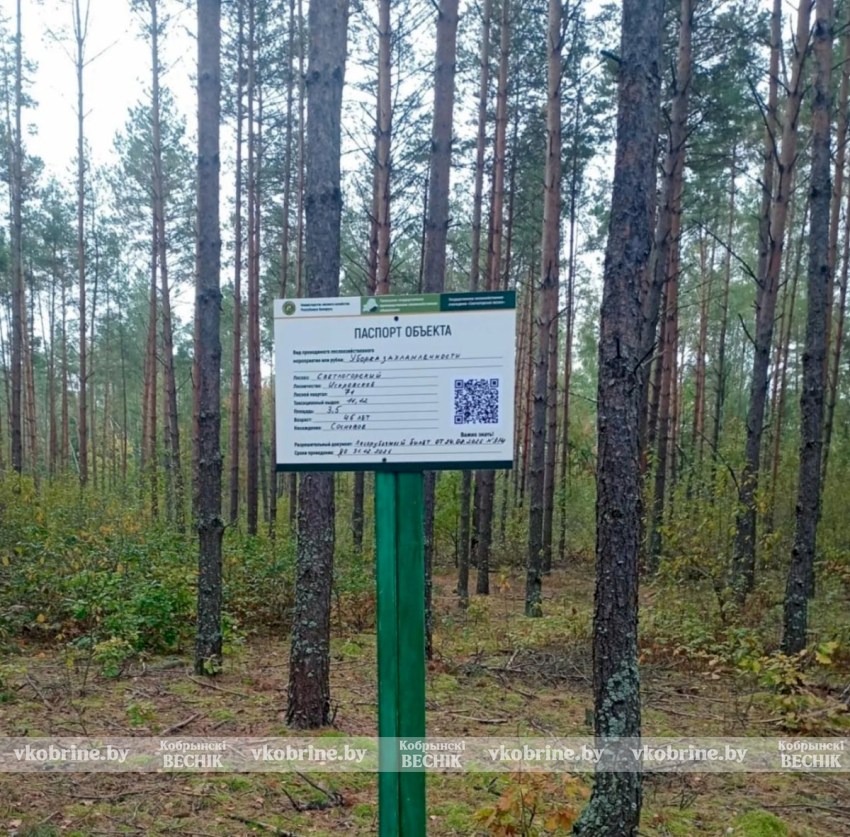 В лесах Беларуси появились «умные» таблички: QR-коды расскажут о рубках и помогут заблудившимся