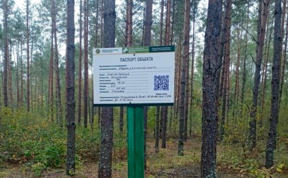 В лесах Беларуси появились «умные» таблички: QR-коды расскажут о рубках и помогут заблудившимся