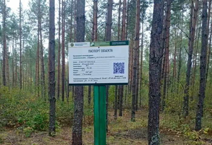 В лесах Беларуси появились «умные» таблички: QR-коды расскажут о рубках и помогут заблудившимся