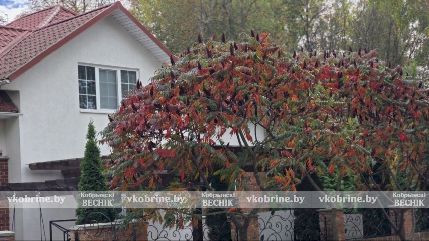 Прекрасное увядание природы: элегантный октябрь в Кобрине. ФОТОРЕПОРТАЖ