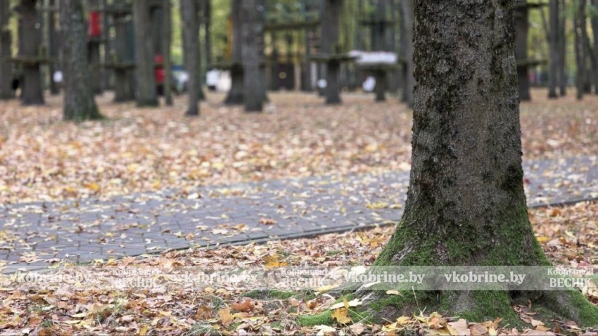 Прекрасное увядание природы: элегантный октябрь в Кобрине. ФОТОРЕПОРТАЖ