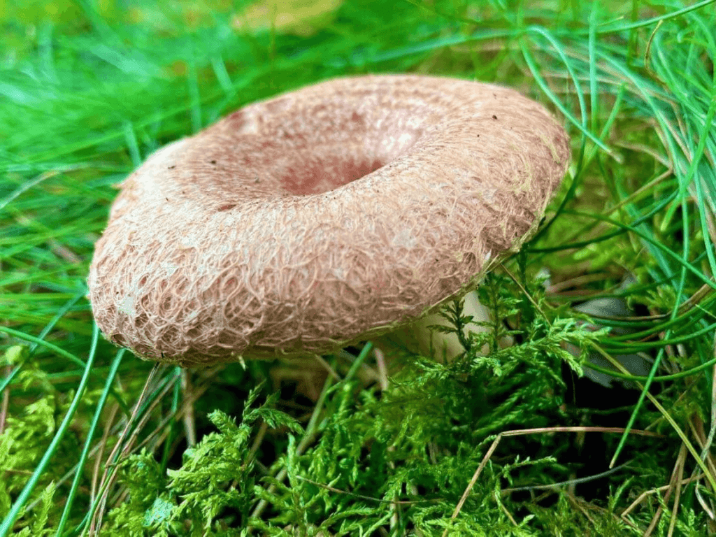 volnushka rozovaja is4 1024x768