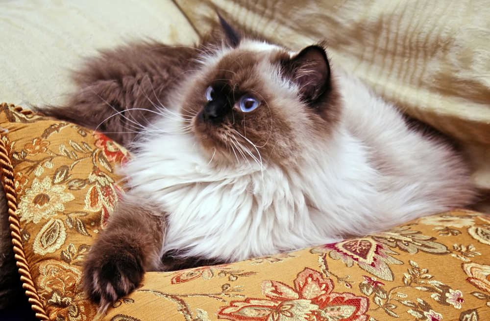 кот лапы 3