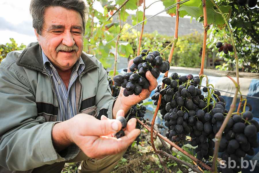 Семья из деревни Борисово Кобринского района на своем участке выращиваетпочти 80 сортов винограда – Кобринский вестник